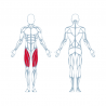 Machine de Musculation Quadriceps à Résistance Pneumatique