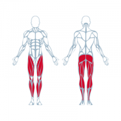 Machine de Musculation Quadriceps à Résistance Pneumatique