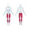 Machine de Musculation Quadriceps à Résistance Pneumatique