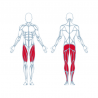Machine de Musculation Excentrique